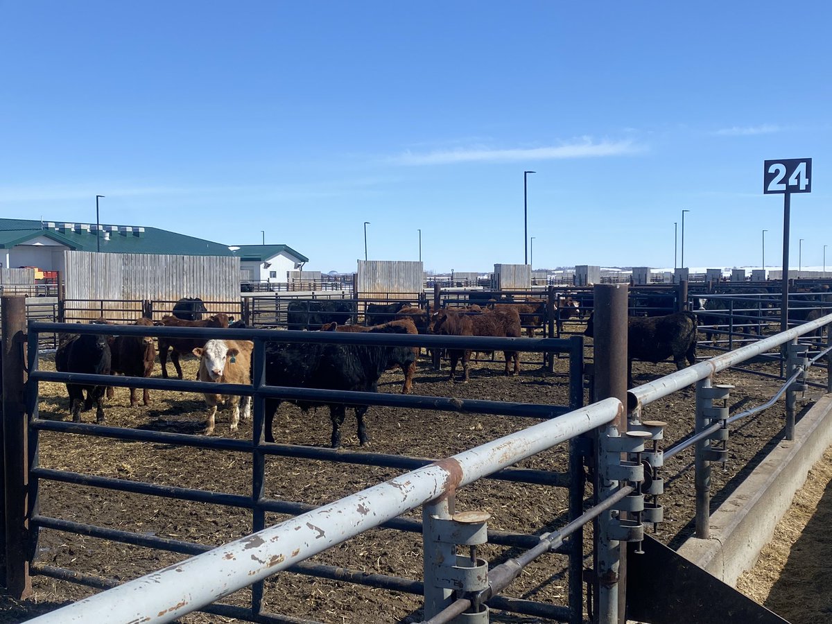 bjizzle56's tweet photo. Fantastic time at University of Saskatchewan Livestock and Forage Centre of Excellence learning about cattle research, thanks Bart... Stay tuned for @SaskCattlemens video... #LFCE #SCA https://t.co/2UBFcmZQ42
