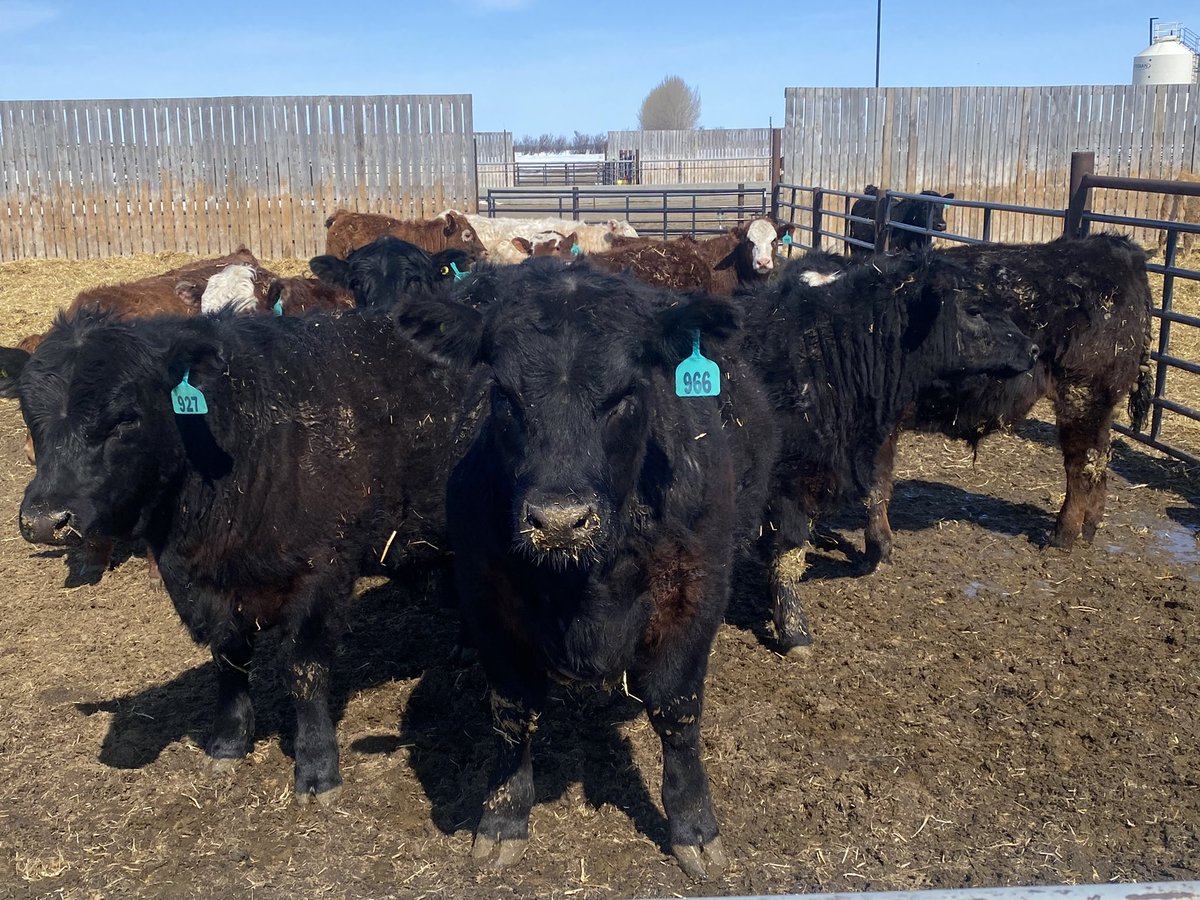 bjizzle56's tweet photo. Fantastic time at University of Saskatchewan Livestock and Forage Centre of Excellence learning about cattle research, thanks Bart... Stay tuned for @SaskCattlemens video... #LFCE #SCA https://t.co/2UBFcmZQ42