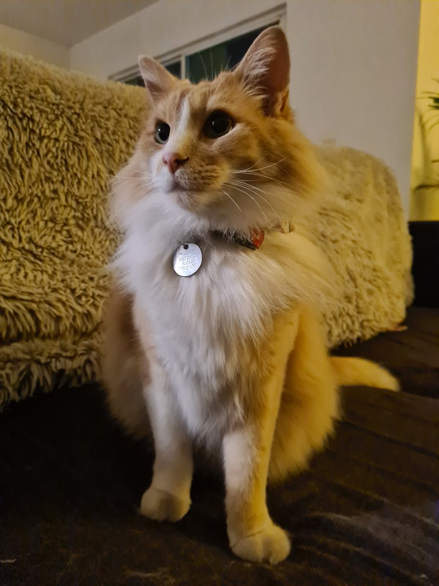 dave_pock's tweet photo. @Midnababy Happy cat vibes 😸 https://t.co/nyfbz5RPJp