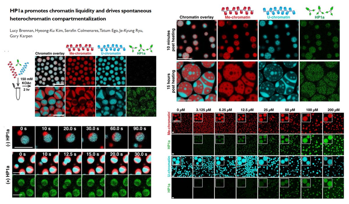 HaoYin20's tweet image. #Heterochromatin #Mechanobiology

Distinguish the contributions of HP1α &amp;amp; H3K9me in chromatin condensate formation &amp;amp; biophysical properties

HP1α drives the segregation of unmodified &amp;amp; H3K9me3-marked nucleosomes (fascinating chromatin array/polymer assays)

HP1α liquifies (both…