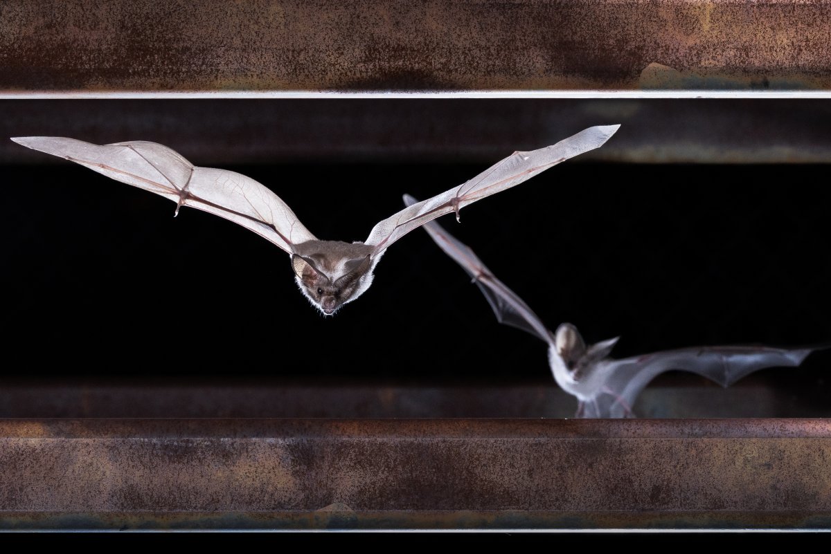 Bat gate to the rescue! This juvenile California leaf-nosed bat expertly flies through a bat-compatible closure that will protect this roost from human disturbance and ensure safe bat passage. 
Learn more about how we protect roosts like this at batcon.org/our-work/prote…
📷 Josh