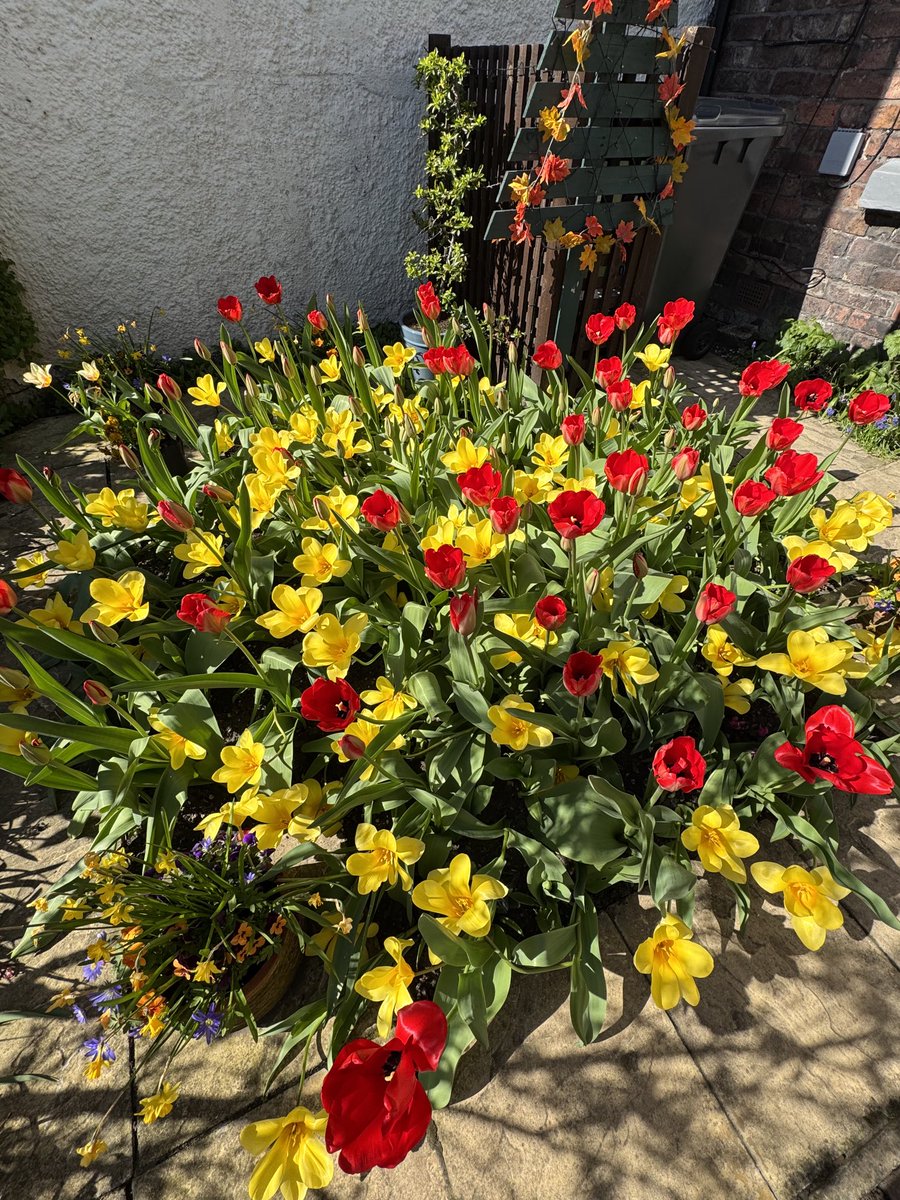 ⁦<a href="/FarmerGracy/">Farmer Gracy</a>⁩ tulips putting on a great show ! Elite still to come out fully. Your bulbs are the healthiest tulip bulbs I have ever purchased. Hyacinths beautiful too. 🌷🪻 🌷 ⁦<a href="/jennyeclair/">Jenny Eclair</a>⁩ happy with her bulbs also 😍