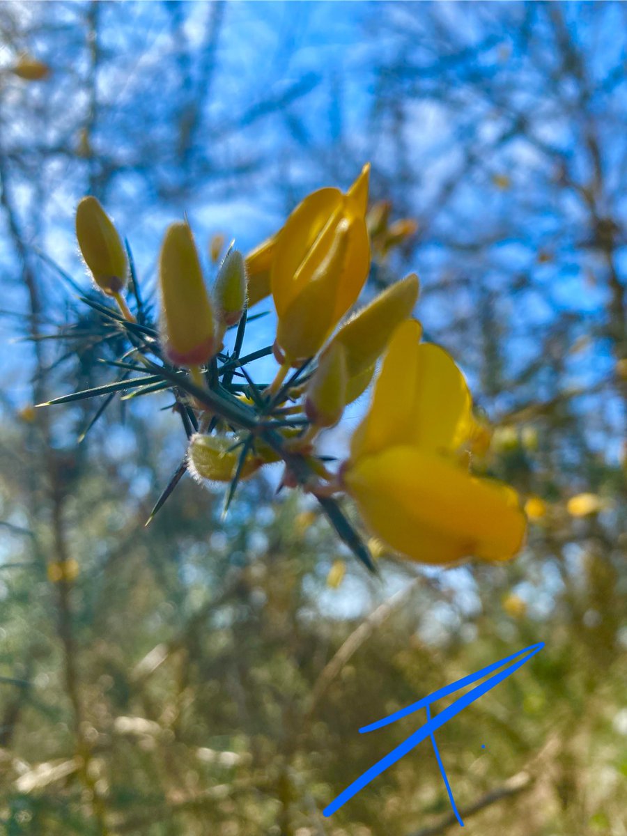 💛Spring in the air…💛
Wishing you all a wonderful weekend☺️