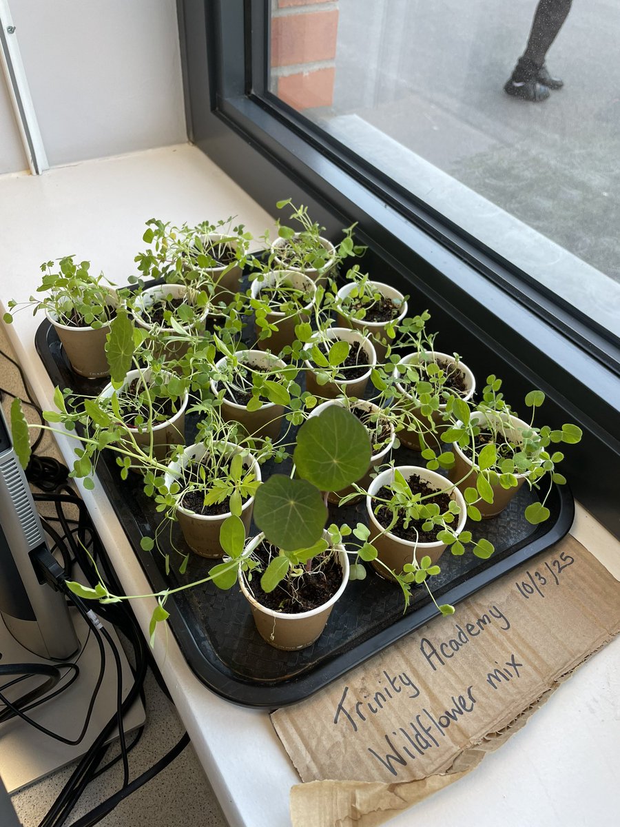 pvarmstrong's tweet image. Exciting trip to the garden centre ahead of our Earthshot meeting Tuesday! 🪴 Looking forward to getting these planted in our ecogarden this week alongside our budding wildflowers seeds 🤩
Couldn’t resist the #Purple 💜 @TMAT_Earthshot @TrinityAcademyL @TAL_Humanities