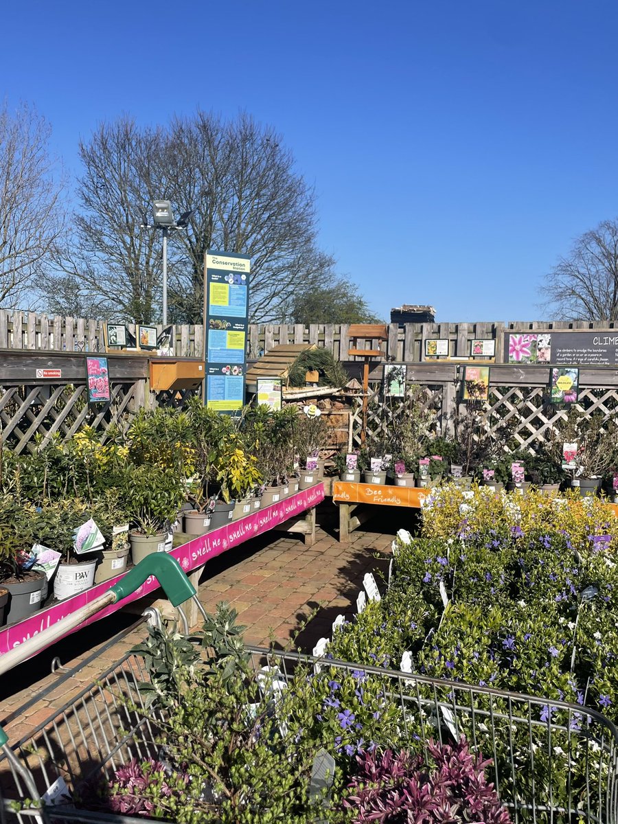 pvarmstrong's tweet image. Exciting trip to the garden centre ahead of our Earthshot meeting Tuesday! 🪴 Looking forward to getting these planted in our ecogarden this week alongside our budding wildflowers seeds 🤩
Couldn’t resist the #Purple 💜 @TMAT_Earthshot @TrinityAcademyL @TAL_Humanities