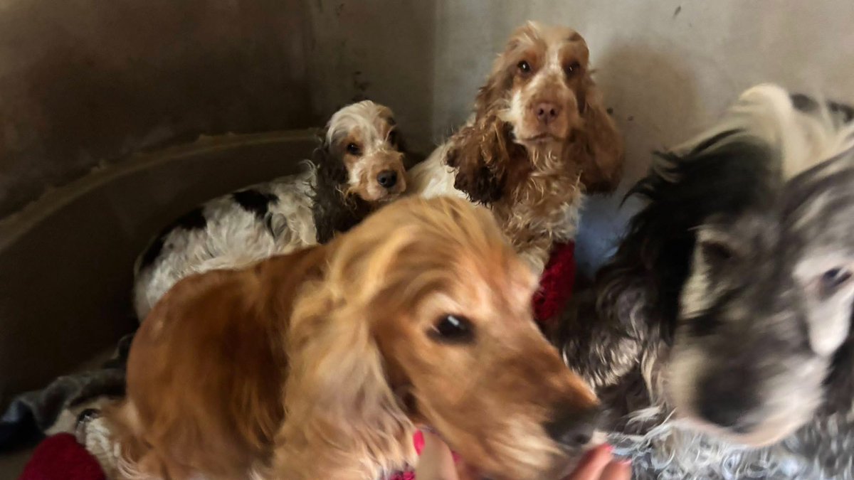 Animal Adoptions UK 🐕🦺🐈🐎❤️ tweet media