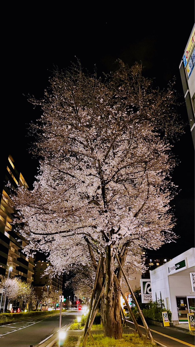 □ 駅前夜桜散歩 □ おおたかの森桜通り □ 流山市も満開 #ちばとぴ