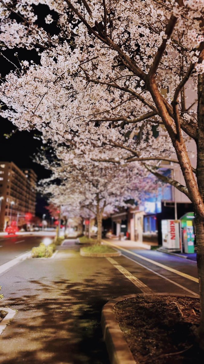 □ 駅前夜桜散歩 □ おおたかの森桜通り □ 流山市も満開 #ちばとぴ
