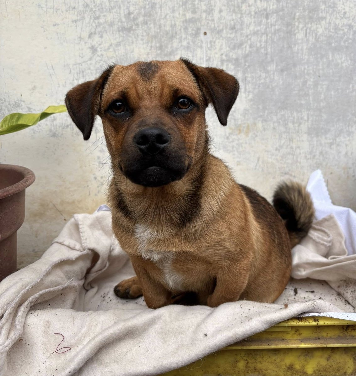 eltuitdemarsh's tweet photo. Este perrito fue encontrado desorientado en la calle 6 del paradero 32 de Quilpué. Es gordito y muy tierno. Suponen que tiene familia, pero no está castrado ni tiene chip. Sólo pueden retenerlo por hoy. Si puedes darle hogar temporal, contacta al +56972254270. Favor RT!
#Quilpué https://t.co/hsPOLAYA3L