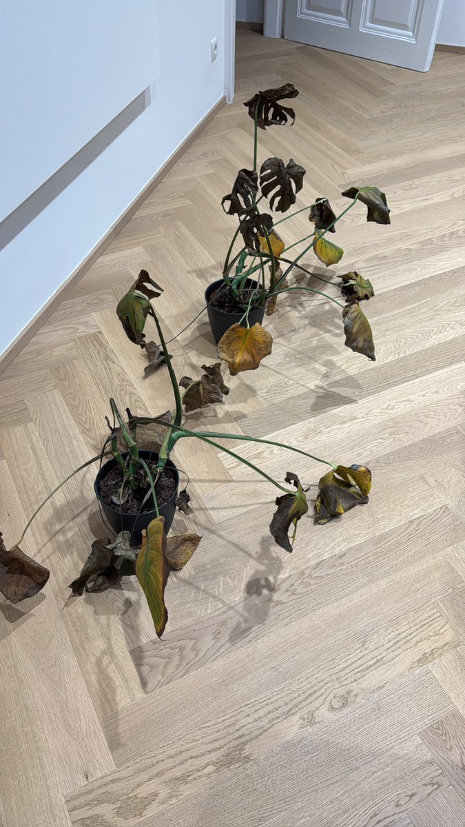 David Höck tweet media