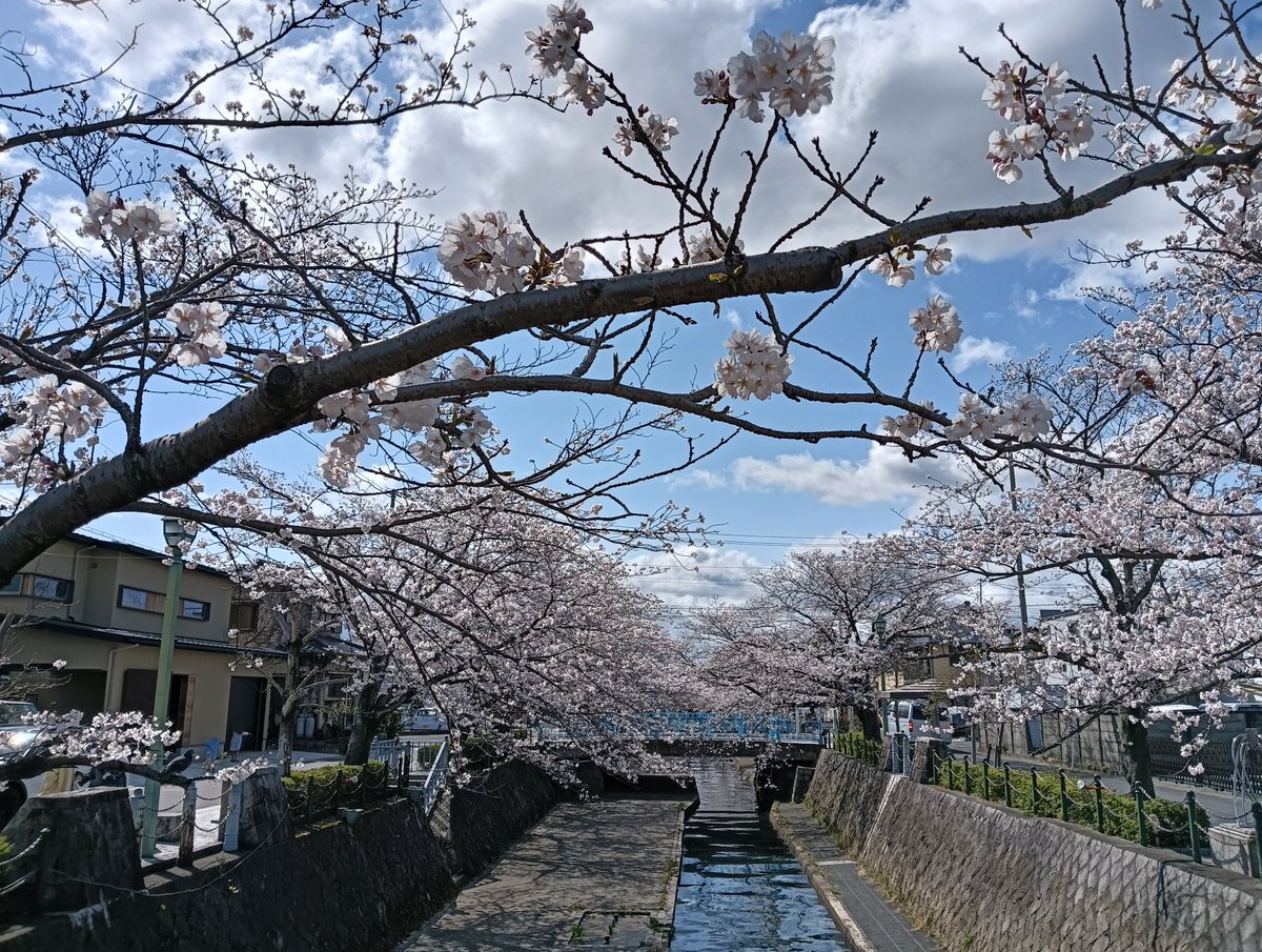 _ogaki_'s tweet photo. 聲の形 いつもの場所で
四季の広場 美登鯉橋
桜🌸満開
見頃を迎えて
#映画聲の形
#聲の形 #聖地巡礼
#大垣 #大垣市
#桜 #満開 #見頃
海外向け
#ASilentVoice
#TheShapeofVoice
#KoeNoKatachi
#Ogaki #Gifu https://t.co/Mm4QnCkvrT