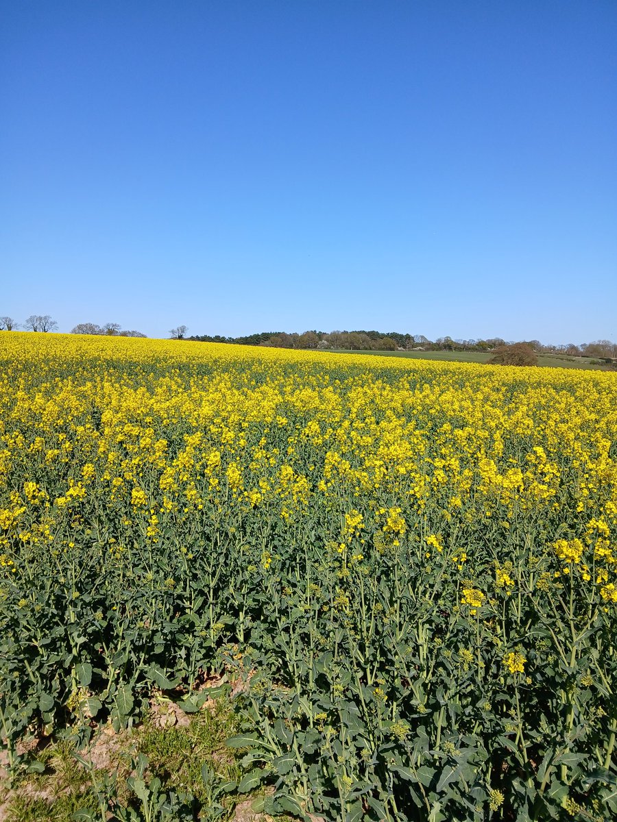 _Matthewbailey's tweet image. Went for a walk in our countryside. Our green and pleasant land. It gets you away from a lot of things and clears your mind to a certain extent.