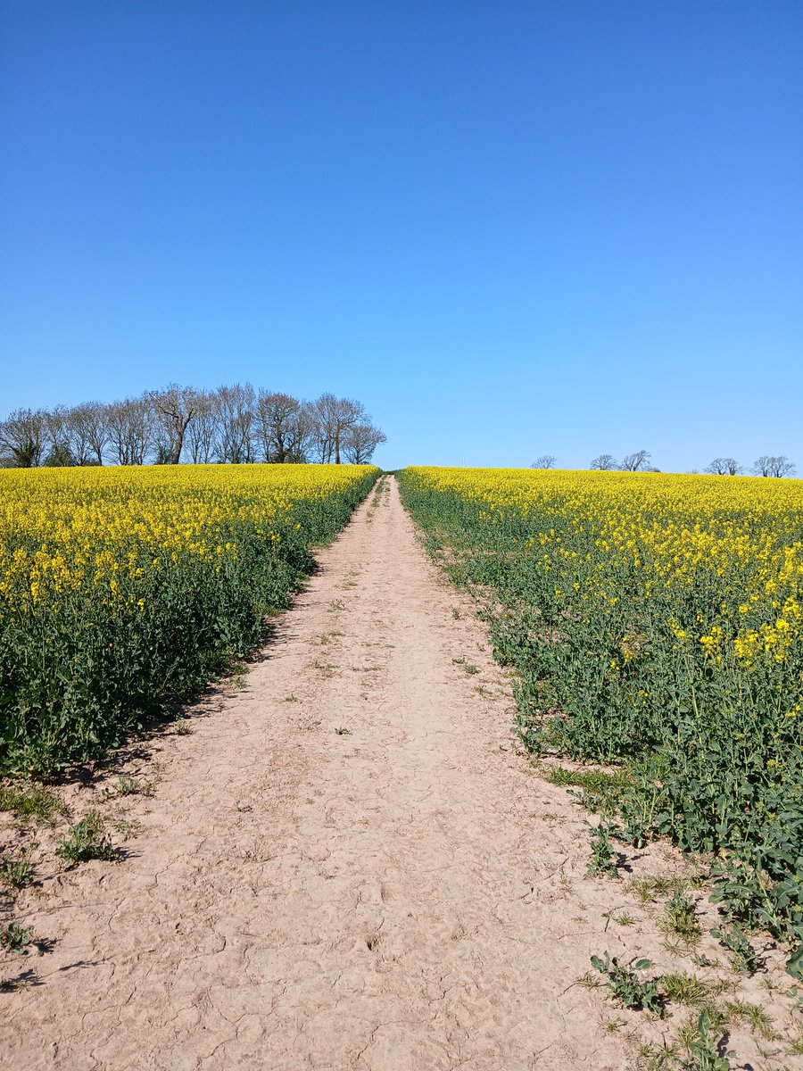 _Matthewbailey's tweet image. Went for a walk in our countryside. Our green and pleasant land. It gets you away from a lot of things and clears your mind to a certain extent.