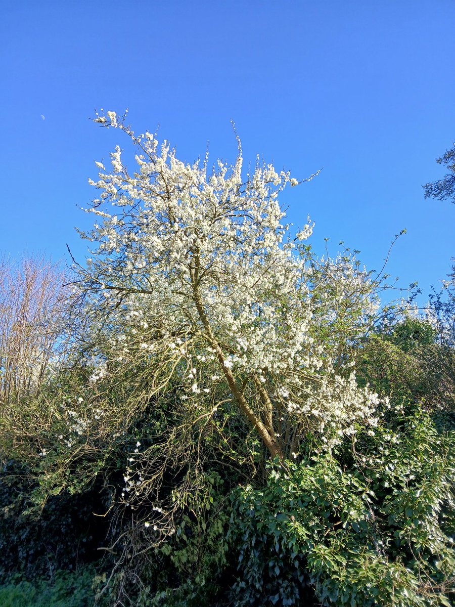 _Matthewbailey's tweet image. Went for a walk in our countryside. Our green and pleasant land. It gets you away from a lot of things and clears your mind to a certain extent.