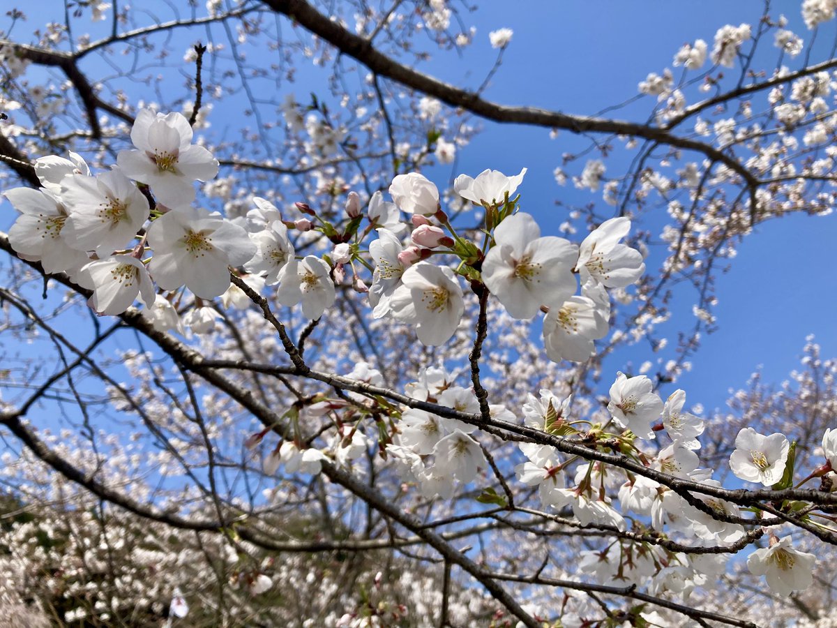 TakeImage's tweet photo. 今日は晴れ！☀️高麗神社に行ってみた♪⛩️🌸📸🐢✨しだれ桜は終わっていた🤔💦次回にトライくん🙋‍♂️ https://t.co/TzI8VVu9u7