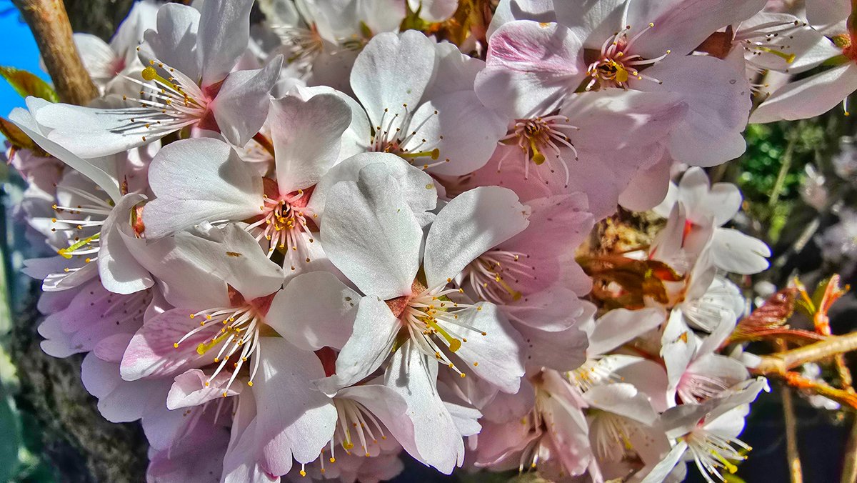 AquilaRoadstar's tweet photo. Die Kirschblüte fängt an und der Frühling kommt...

#frühling #blumen #kirschblüte #farben #alteland #elbe https://t.co/cvK0xTRkaL