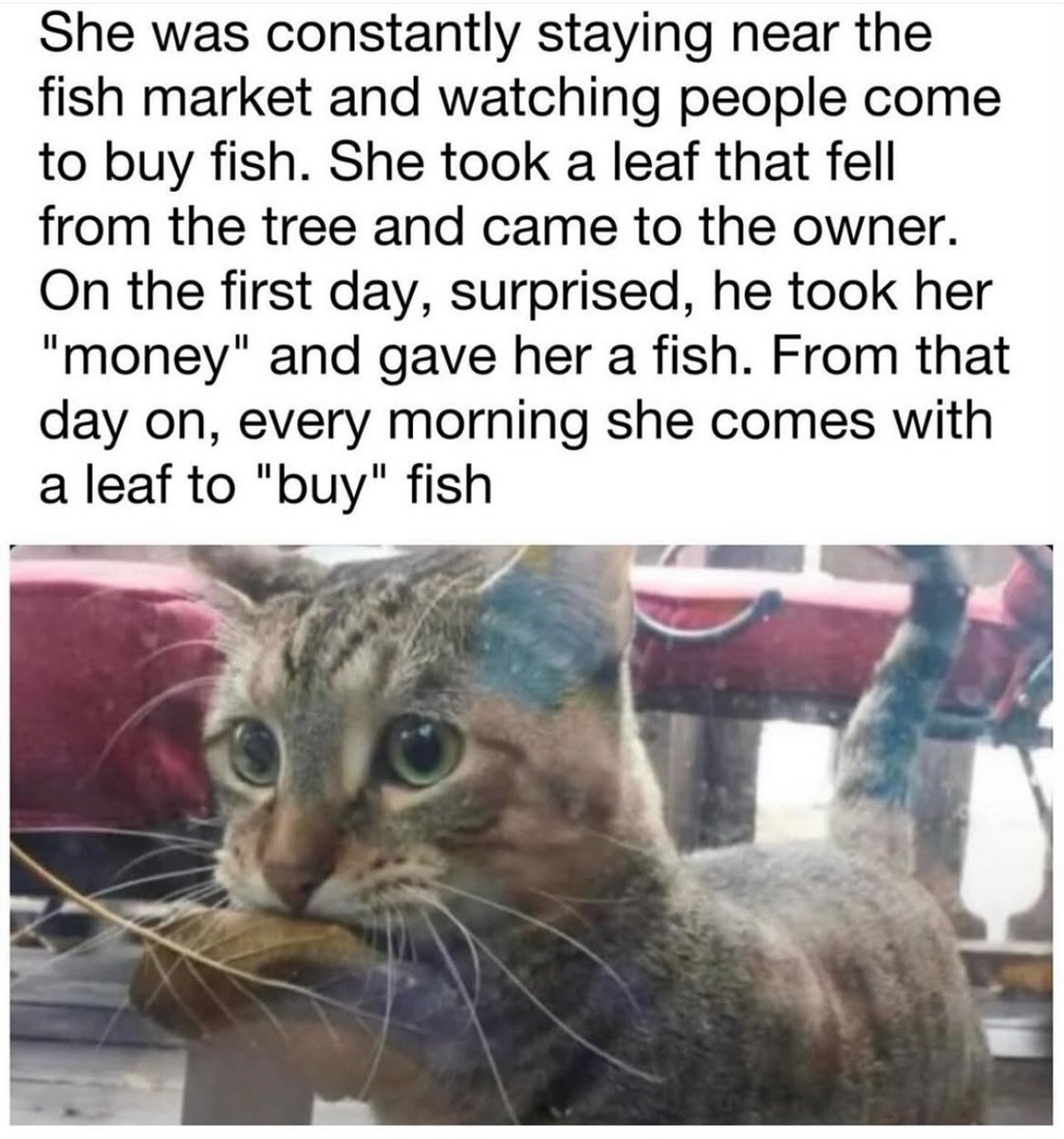 contents that ll heal your depression 🌻 (@catshealdeprsn) on Twitter photo 