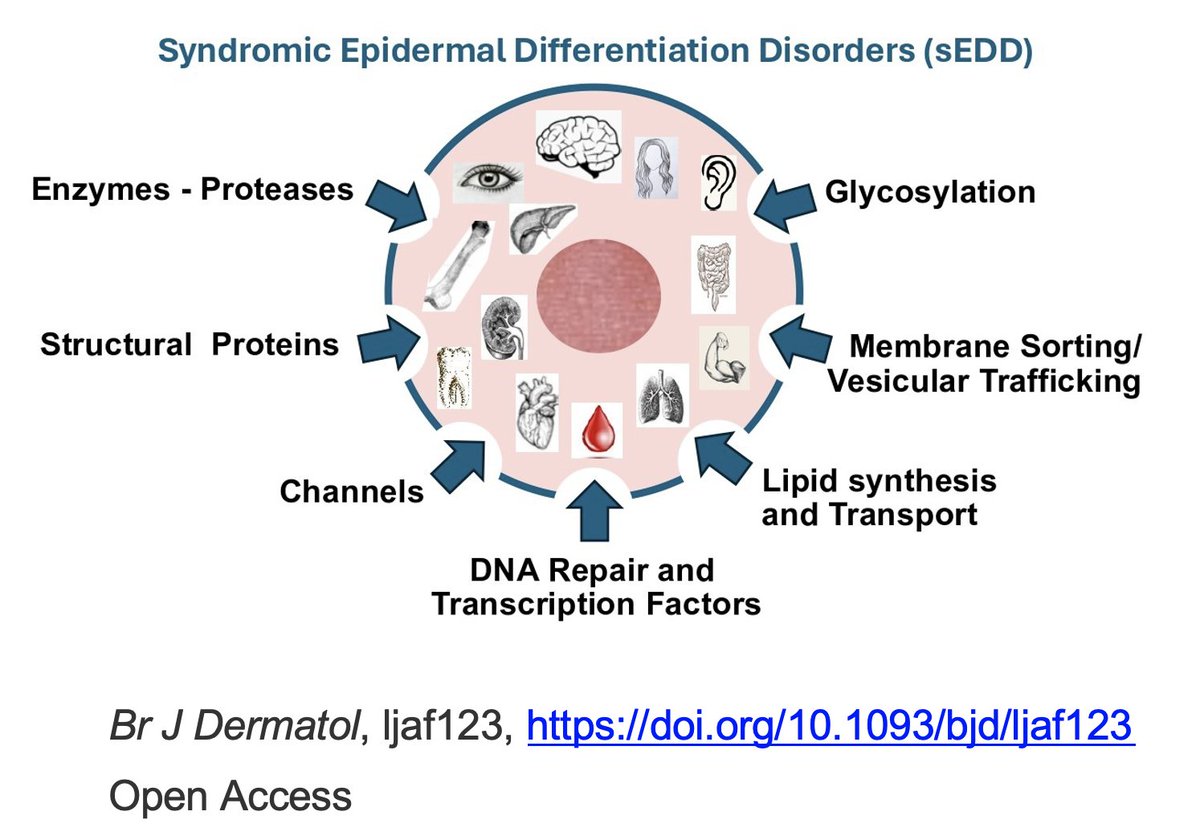 Paller Lab tweet media