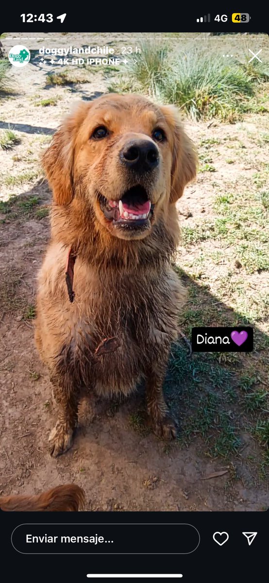 venus_scorpioo's tweet image. súper triste está diana jugando con agua en uno de los mejores hoteles caninos del país😭😭😭
#FreeSkar