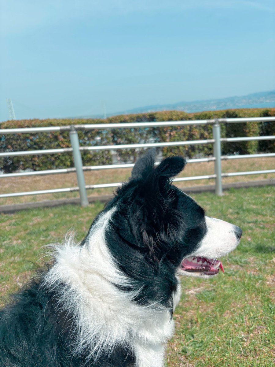 今日はカフェ・ドッグラン・桜をめぐって春休みを満喫してきた（グッタリ）