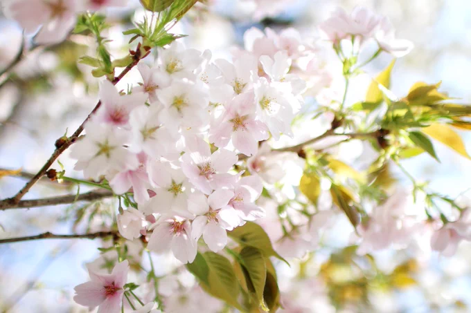 隙あらば桜撮るマンになっていた、今年もいっぱい堪能できたね
