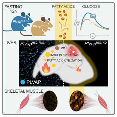 Cell Metabolism tweet media