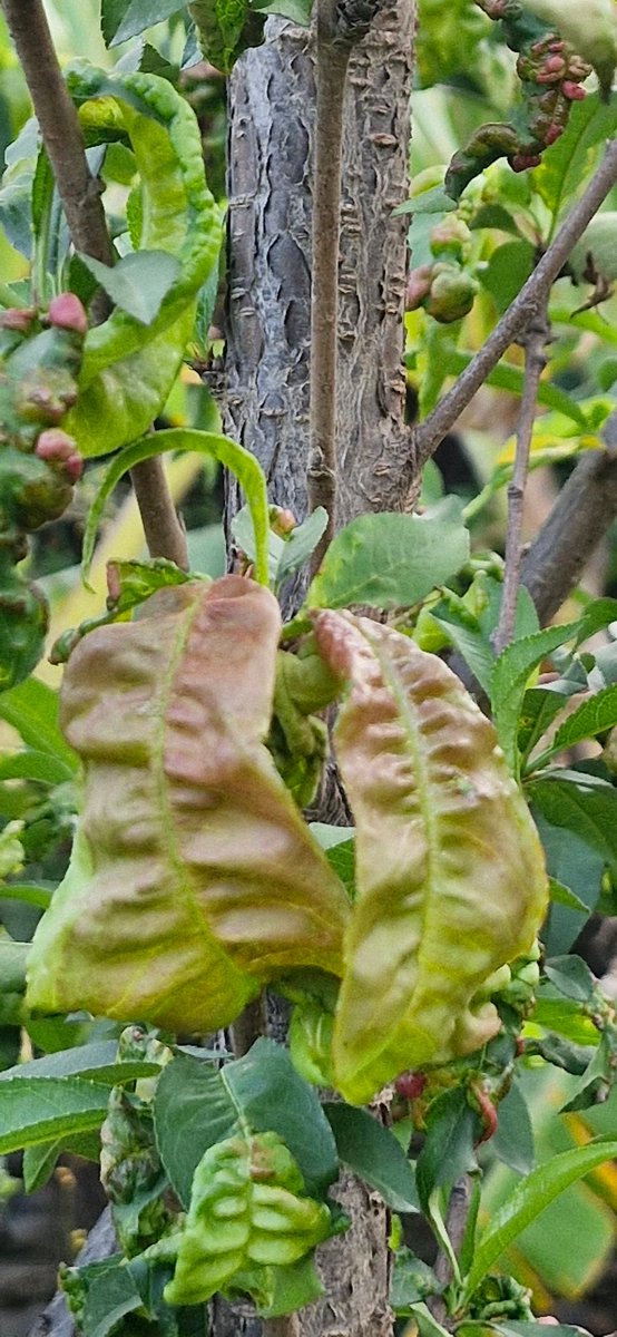 🇸🇦 عاشق الطبيعة | 𝒶𝒽𝓂𝒶𝒹 tweet media