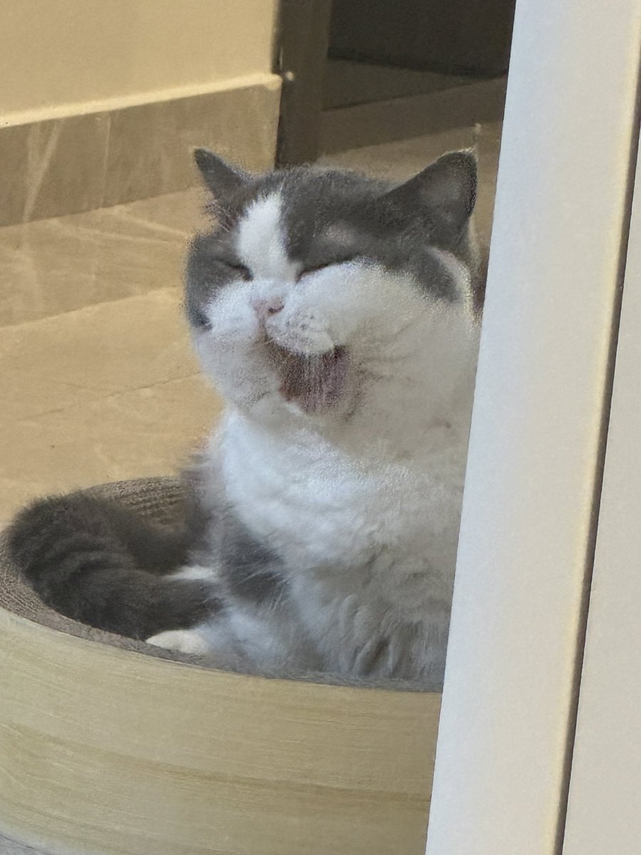 拍到了！小猫丑照！
我要给你发上网！！叫你今天咬了我那么多次！！ https://t.co/jbryrIIxK2