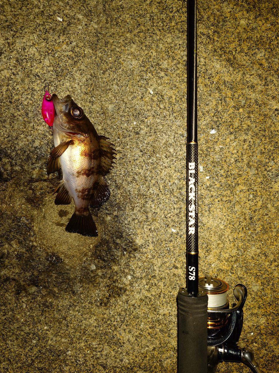 KYGiDip46PvijOi's tweet photo. 今日の釣果🎣
メバル 9匹
ベッコウ 26㌢ 1匹
今日の夜🌃は🐴での釣行🎣
1匹目に幸先よくベッコウ、ワーム&プラグでメバルがポツポツ釣れて楽しめました☀️
プラグでバラした1匹(多分ソイ)が心残りです🥲
なみすけさん、太郎さんお疲れさまでした🙌
#ゼスタ
#BLACKSTAR2ndGeneration https://t.co/QDjkFwcffs