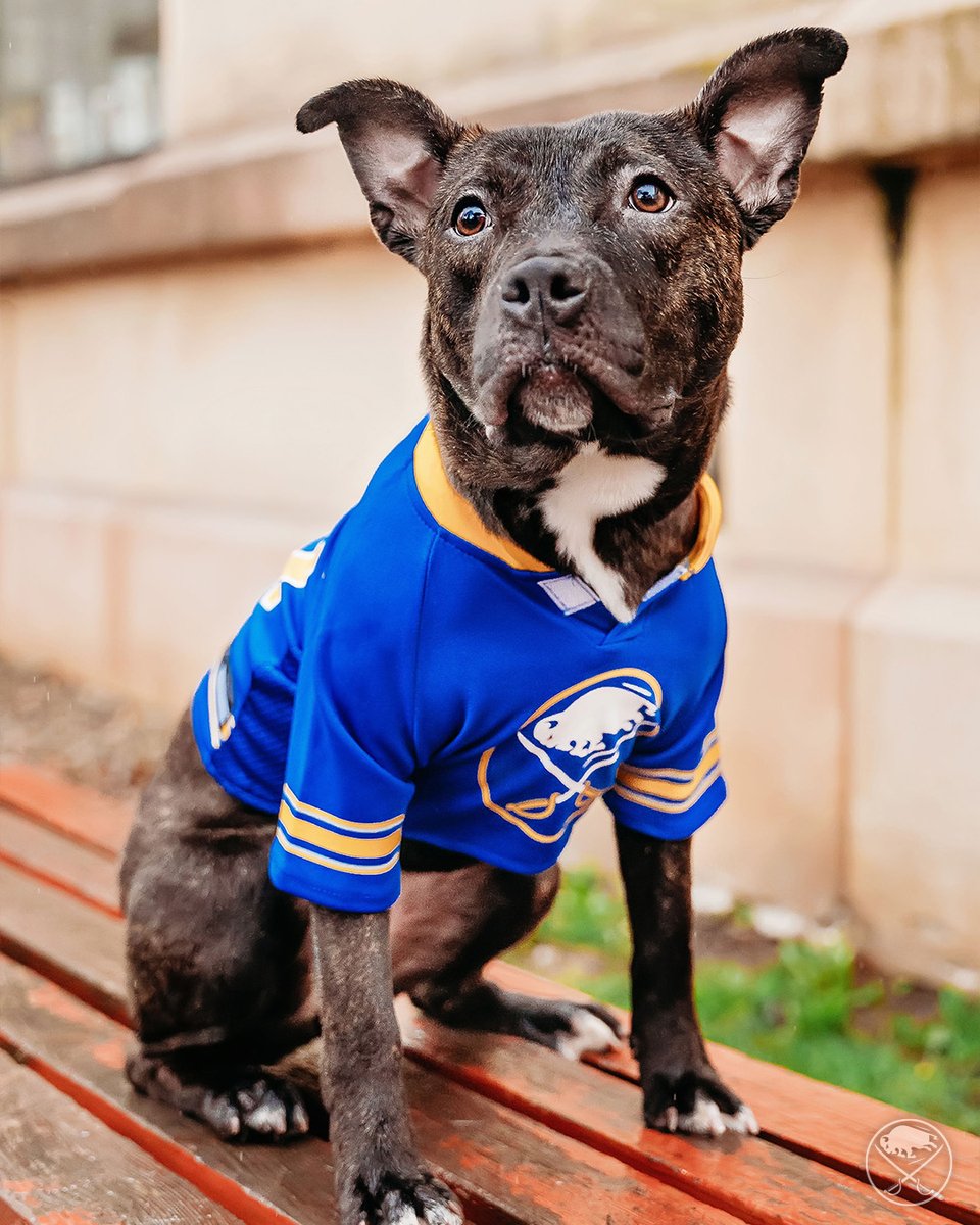 SabresPup's tweet image. Meet some of my new friends! 🐾

They will be available at tonight&apos;s game for adoption and to say hi! Visit Sabres.com/adopt to learn more and help rescue pups like them. 💗