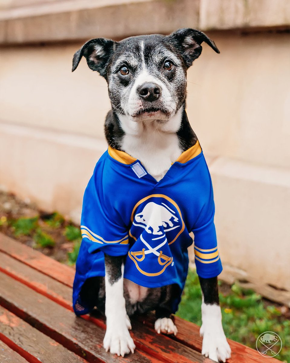 SabresPup's tweet image. Meet some of my new friends! 🐾

They will be available at tonight&apos;s game for adoption and to say hi! Visit Sabres.com/adopt to learn more and help rescue pups like them. 💗