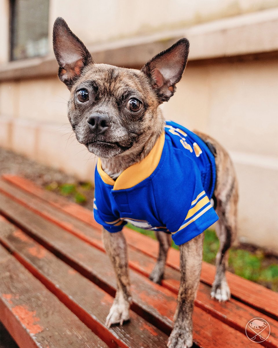 SabresPup's tweet image. Meet some of my new friends! 🐾

They will be available at tonight&apos;s game for adoption and to say hi! Visit Sabres.com/adopt to learn more and help rescue pups like them. 💗