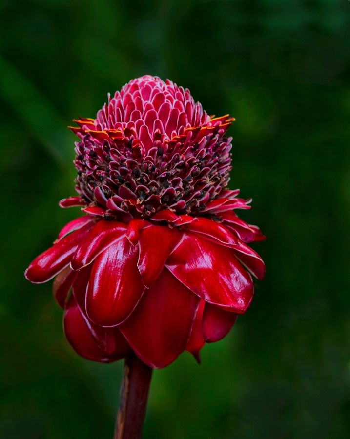 Naturepathway's tweet photo. **"Tropical magnificence—this striking Torch Ginger flower, with its fiery red layered petals and intricate cone-like center, stands out as a bold and exotic creation of nature. 🌺✨ #TorchGinger #TropicalBeauty #FloralArtistry"** https://t.co/yu5dtrXsgj