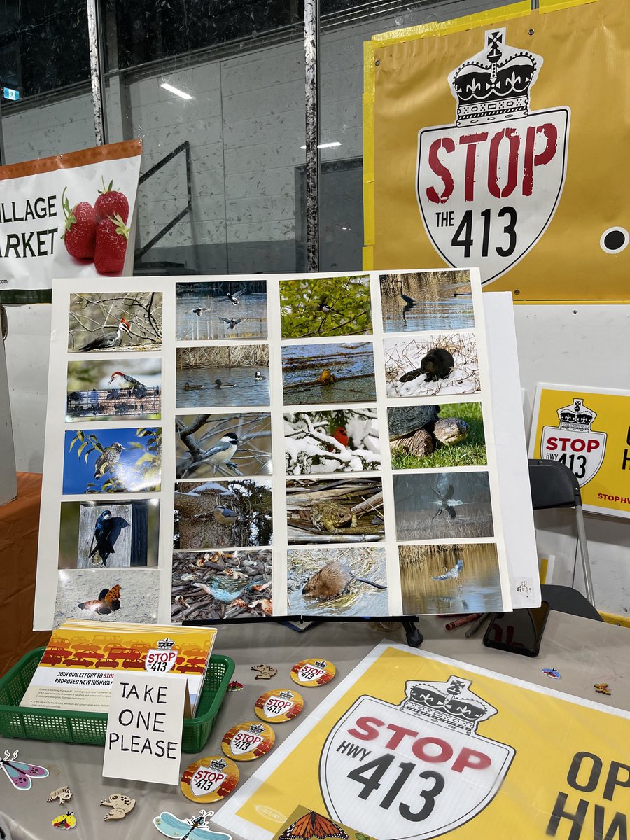 These birds/mammals are all found around the Hwy 413 route from beavers to unique birds to blue herons. Rest assured that this useless Hwy will wipe them all out. Thanks ⁦<a href="/ONtransport/">Ontario Ministry of Transportation</a>⁩ for your perseverance to destroy everything in you way ⁦<a href="/STOPthe413NOW/">STOPthe413NOW</a>⁩