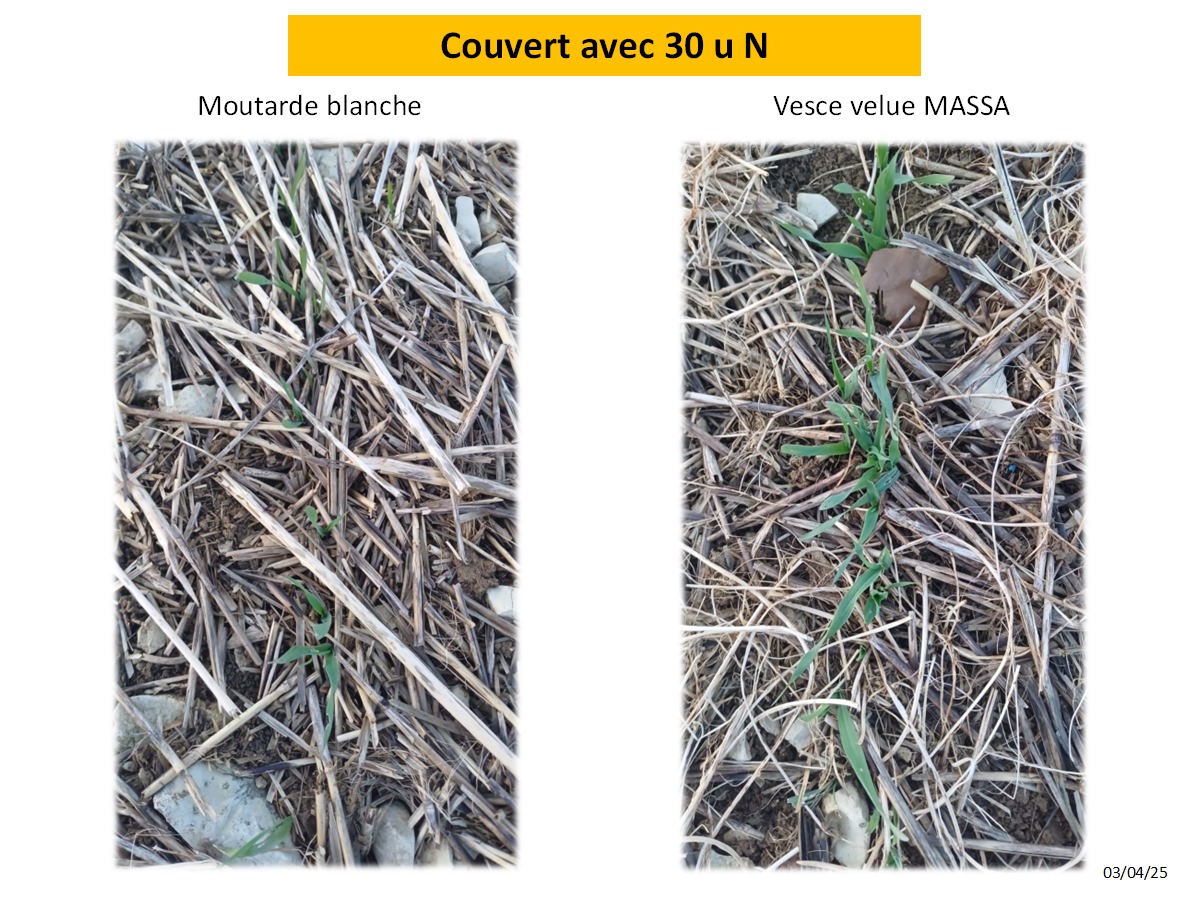 TonioPereira2's tweet photo. Le choix des couverts, la fertilisation où non à un impact sur la culture suivante...#limaces #acs #cultivetoncouvert #directivenitrate https://t.co/1BaxSlOhgU