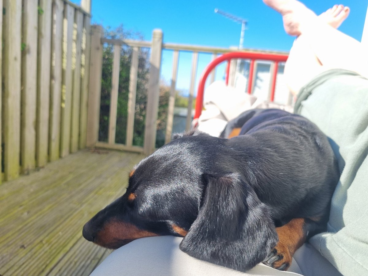 Very happy to see gorgeous blue skies and sunshine in west Wales today.
After a busy work week and a day of outdoor jobs to prep for summer, we found time to rest. 
#SleepingSausageDog 
#RestIsAJobToo