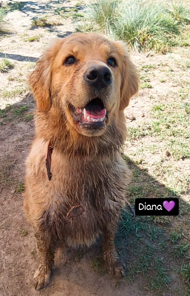 vrrrfly2's tweet image. La Diana vive mejor que cualquiera de las weonas que reclama fndk llenita de tierra y jugando como loca en el hotel canino más caro de Chile xd #FreeSkar