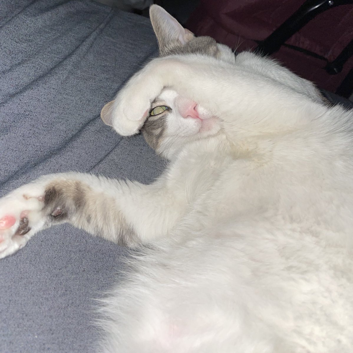 Gösüme isik tudma gerseka mani

#kedi #kediler