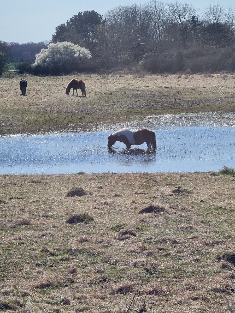 Hesterien's tweet image. Søhest..