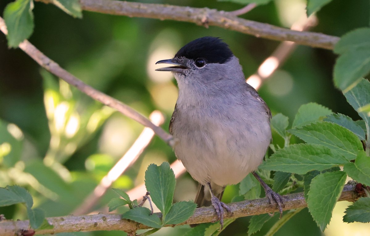 StuartFox1's tweet photo. A few from Amwell today. Also two Swallow's and my first Common Tern of the year. @Hertsbirds @AmwellBirding #hertsbirds https://t.co/tpeJfJChPs