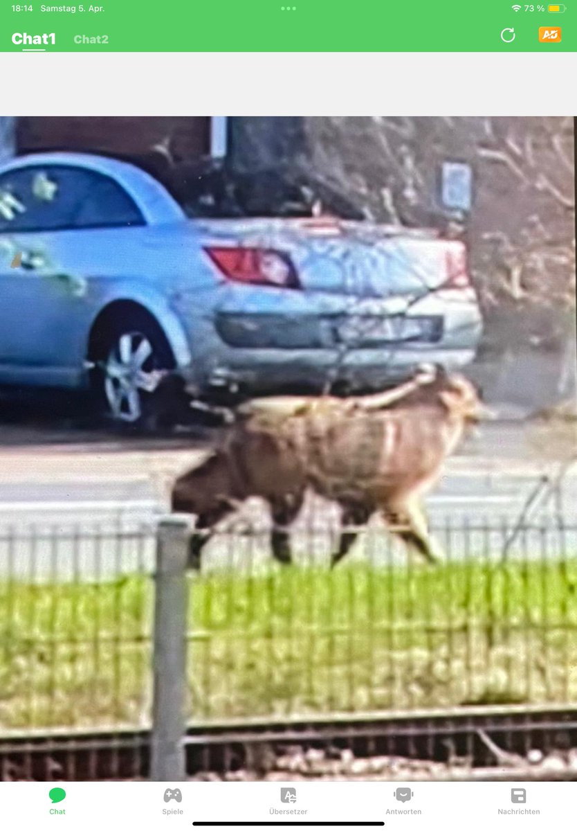 Spaziert gemütlich durch die Dorfstraße bei uns 😡nebenbei erfährt man dann noch, das einer Nähe meines Hauses gesehen wurde ( anderes Ende vom Dorf) glaube nicht das das der gleiche war. Gehe eher von mehreren aus 😡