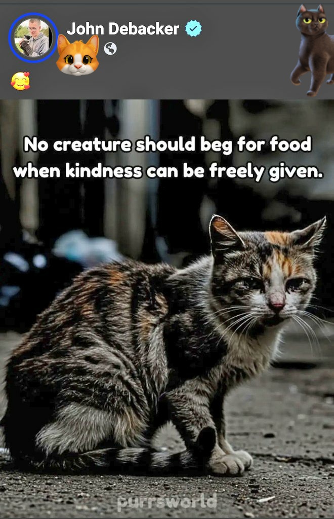 🌻Samson Cat🐱 (@meowmiya88) on Twitter photo 