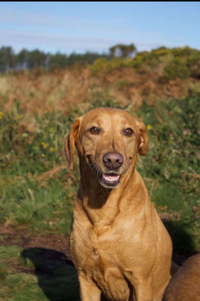 The Coastguard Association (@cg_association) on Twitter photo Massive thanks to Narla the Labrador's owners who have kindly donated over £700 to our charity after their dog was rescued by <a href="/HMCoastguard/">HM Coastguard</a> in Devon after going missing over a cliff in February. Well done to everyone involved in the rescue #999Coastguard #SARFamily Massive thanks to Narla the Labrador's owners who have kindly donated over £700 to our charity after their dog was rescued by <a href="/HMCoastguard/">HM Coastguard</a> in Devon after going missing over a cliff in February. Well done to everyone involved in the rescue #999Coastguard #SARFamily