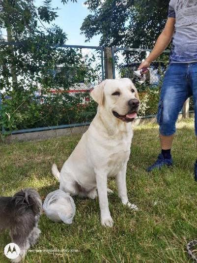 🆘🆘🆘🆘🆘🆘🆘
Ten słodki chłopak ma na imię BAKS i ze względu na ciężką sytuację właścicielki pilnie szuka domu. 
Ma 8,5 lat i jak to labek jest bardzo przyjazny dla ludzi. 
Podobno już jutro muszą go oddać i jak nie znajdzie domu, to pójdzie do schroniska.
Ktoś coś ? 
HELPUNKU