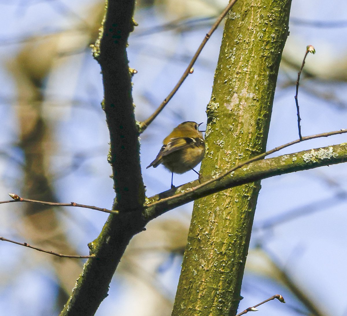 Spolvilla's tweet photo. Lovely sunny walk round @RSPBMiddleton today. Great to see quite a few Avocets and heard a Bittern booming twice. Other highlights Skylark, Goldcrest, Blackcap, Chiffchaff, Oystercatcher and our first Swallow of the year. With @OriginalQwerty. https://t.co/MzELC9PBkK