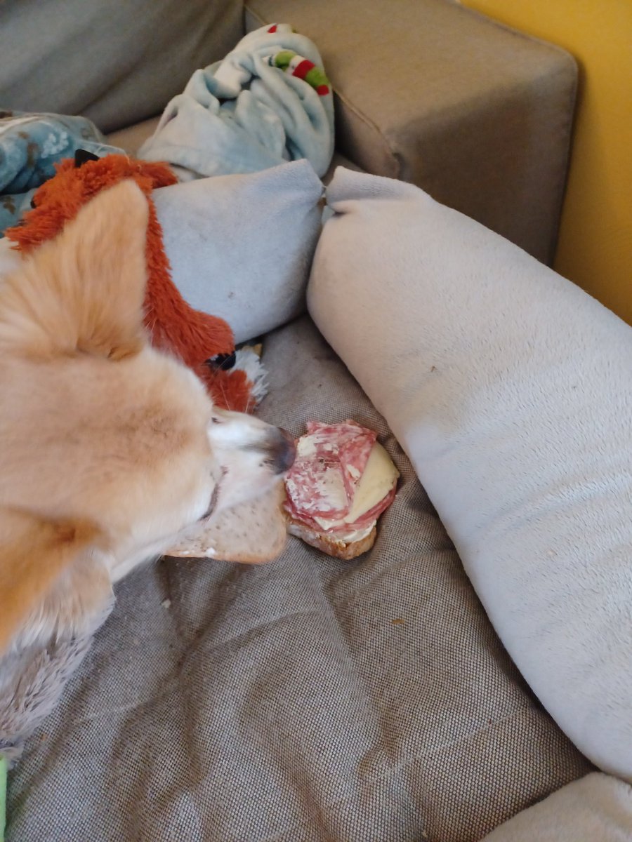 Oh, I was naughty today..... see, my mama was eating a sandwich on the couch when my gramma broke a glass dish. Then she stepped on a shard. She was bleeding pretty good. Mama put the swch on the side table. By the time she stopped  the bleed and bandaged her, I feasted. #noms