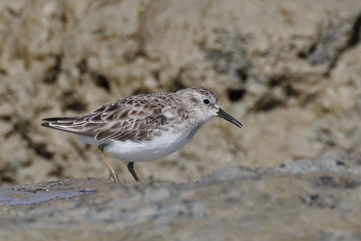 Medmerry Least Sandpiper gave me the run around and reappeared twice as I'd walked back from the beach but worth the wait and the walk. Lovely bird. <a href="/SussexBirding/">Sussex Birding</a> <a href="/SussexOrnitholo/">Sussex Ornithology</a>
