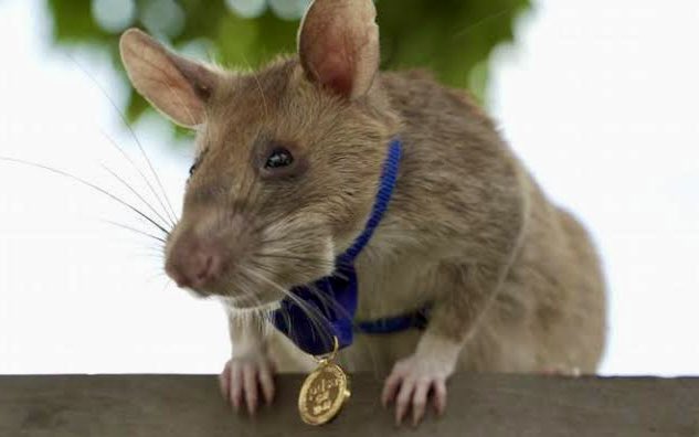 Vacuno's tweet photo. #BuenasNoticias Una rata gigante estableció nuevo récord de rastreo de minas terrestres al descubrir más de 100 de ellas en Camboya; éstas han matado miles de personas en últimos 40 años. Ronin (así se llama) está entrenada para detectar los químicos usados en estos dispositivos. https://t.co/2jdfyjOKYa