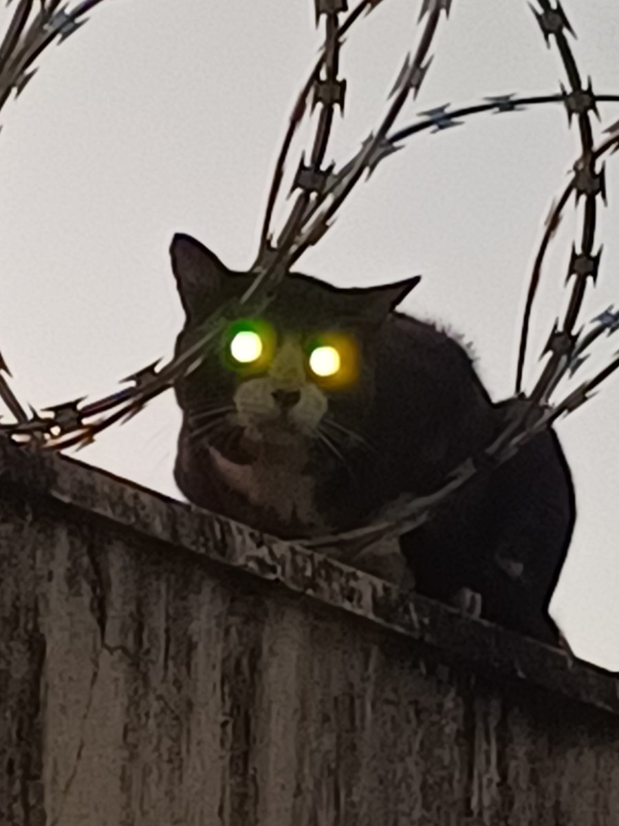 Dyviz_Slinuru's tweet image. I once took a picture of a cat with the flash on and it looked like this 

Here is the photo