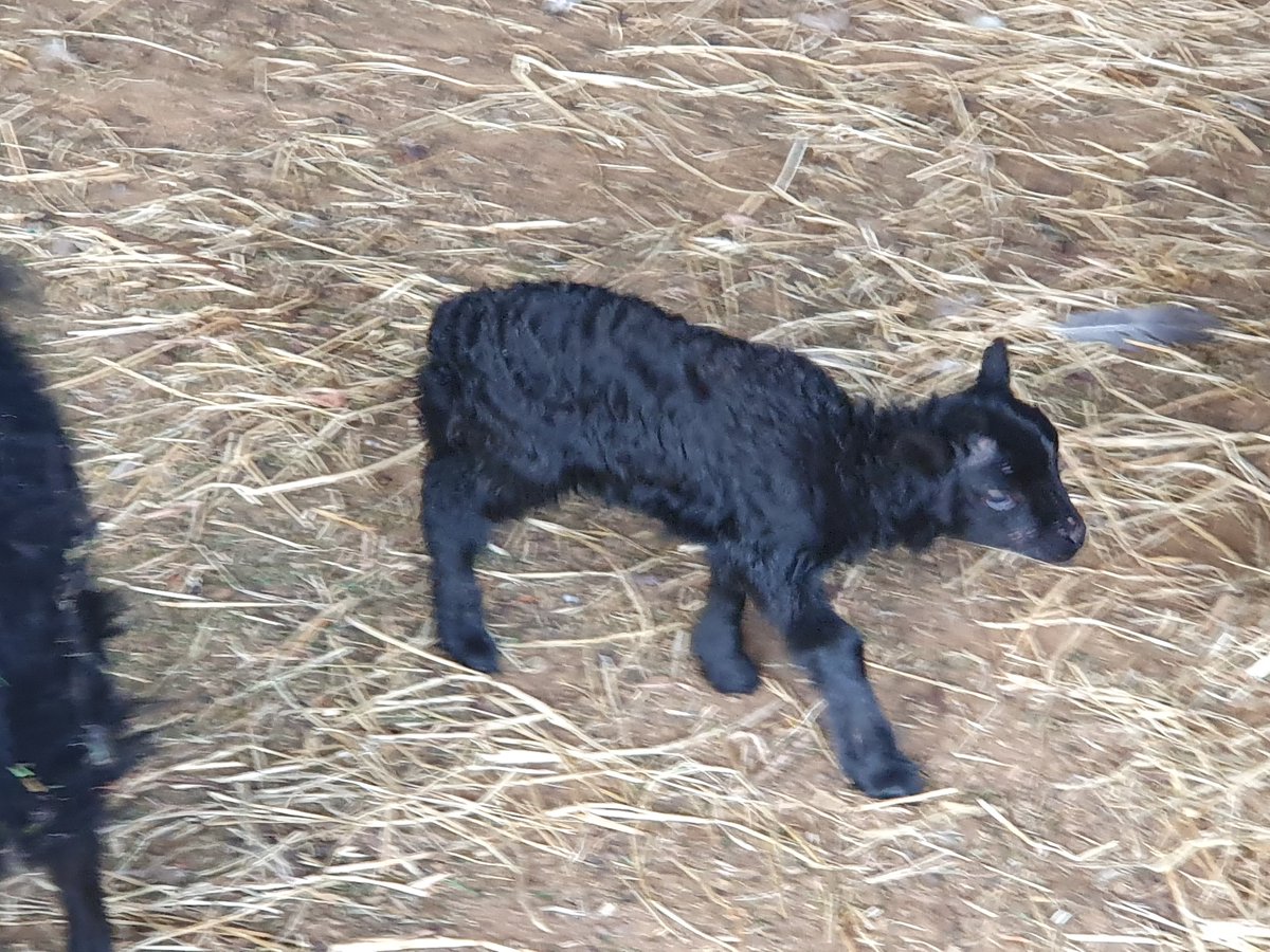 The Bluebird Project tweet media